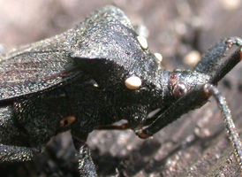 Acanthocephala terminalis